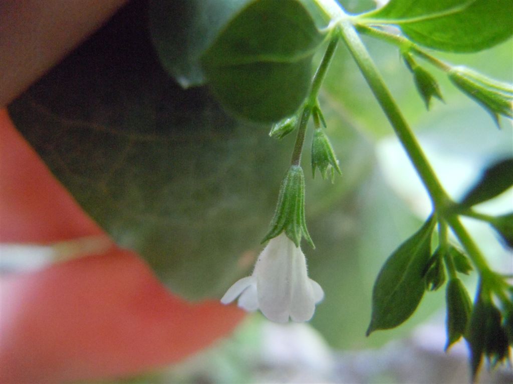 Reggia di Caserta (CE) : Clinopodium nepeta